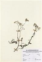 藏品(一枝香)的圖片